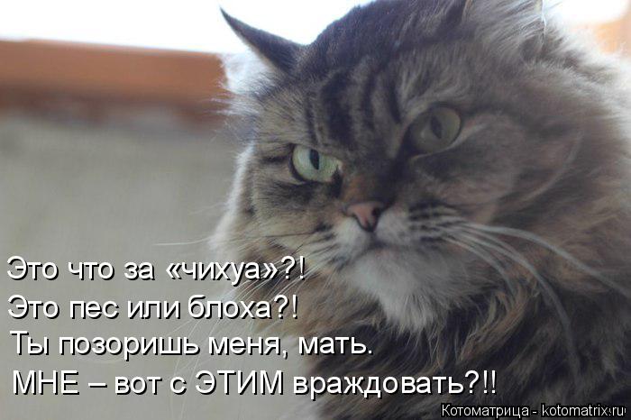 Это что за «чихуа»?! Это пес или блоха?! Ты позоришь меня, мать. МНЕ – вот с ЭТИМ враждовать?!!... Котоматрица: Это что за «чихуа»?! Это пес или блоха?! Ты позоришь меня, мать. МНЕ – вот с ЭТИМ враждовать?!!