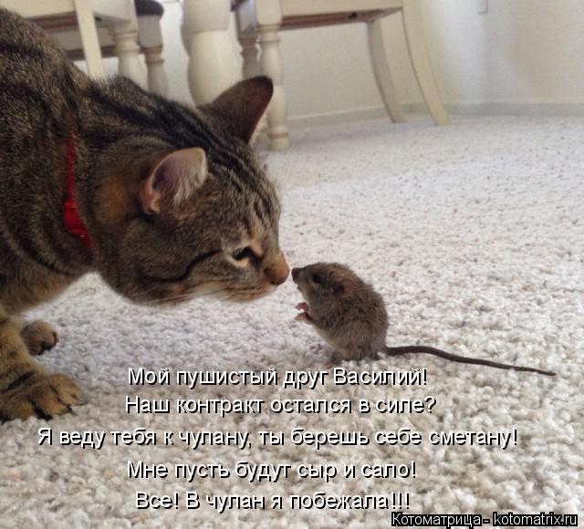 Котоматрица: Мой пушистый друг Василий! Наш контракт остался в силе? Я веду тебя к чулану, ты берешь себе сметану! Мне пусть будут сыр и сало!  Все! В чулан 