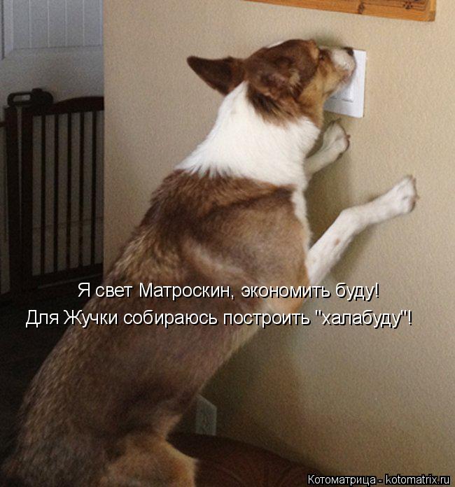 Я свет Матроскин, экономить буду! Для Жучки собираюсь построить "халабуду"!... Котоматрица: Я свет Матроскин, экономить буду! Для Жучки собираюсь построить "халабуду"!