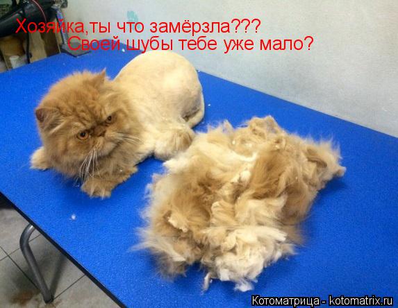 Котоматрица: Хозяйка,ты что замёрзла??? Своей шубы тебе уже мало?