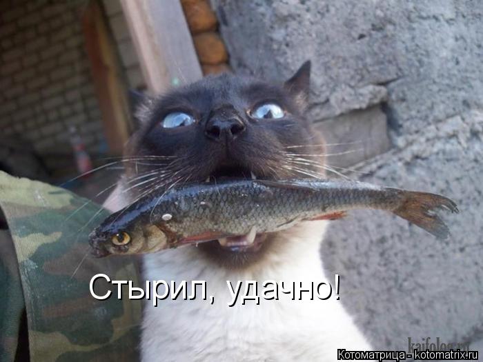 Котоматрица: Стырил, удачно!