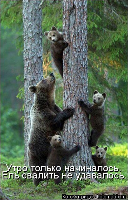 Котоматрица: Утро только начиналось. Ель свалить не удавалось...