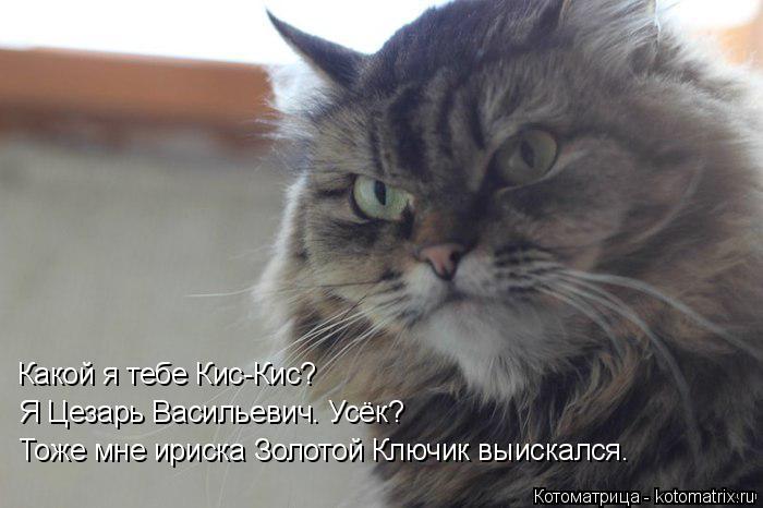 Какой я тебе Кис-Кис? Я Цезарь Васильевич. Усёк? Тоже мне ириска Золотой Ключик выискался.... Котоматрица: Какой я тебе Кис-Кис? Я Цезарь Васильевич. Усёк? Тоже мне ириска Золотой Ключик выискался.