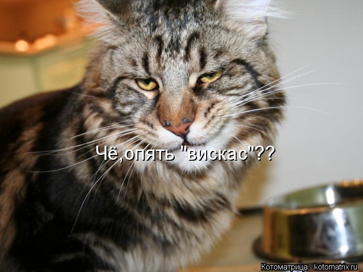 Чё,опять "вискас"??... Котоматрица: Чё,опять "вискас"??