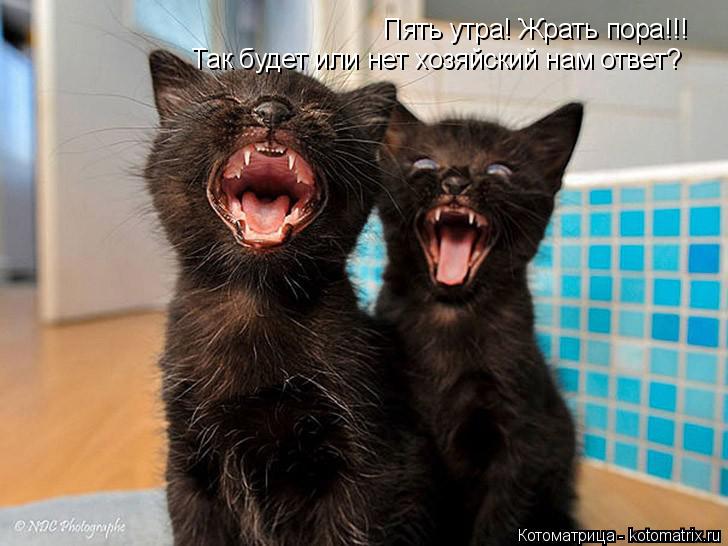 Котоматрица: Пять утра! Жрать пора!!! Так будет или нет хозяйский нам ответ?