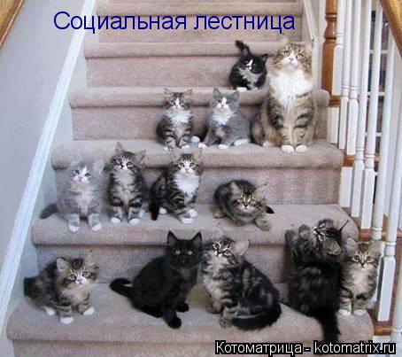 Социальная лестница... Котоматрица: Социальная лестница
