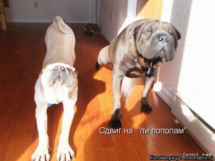 Сдвиг на "пи пополам"... Котоматрица: Сдвиг на "пи пополам"