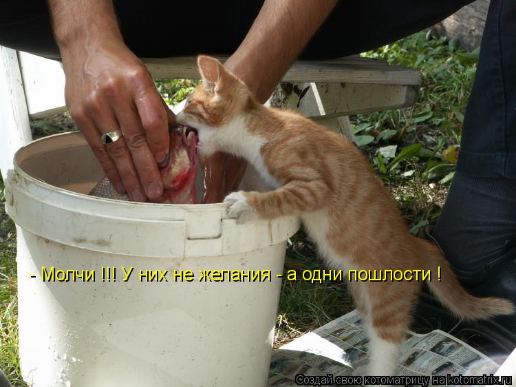 Котоматрица: - Молчи !!! У них не желания - а одни пошлости !