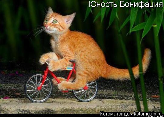 Юность Бонифация... Котоматрица: Юность Бонифация