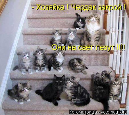 - Хозяйка ! Чердак закрой ! Они на свет лезут !!!!... Котоматрица: - Хозяйка ! Чердак закрой ! Они на свет лезут !!!!