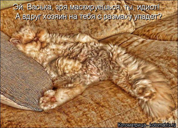 Котоматрица: Эй, Васька, зря маскируешься, ты, идиот! А вдруг хозяин на тебя с размаху упадет?