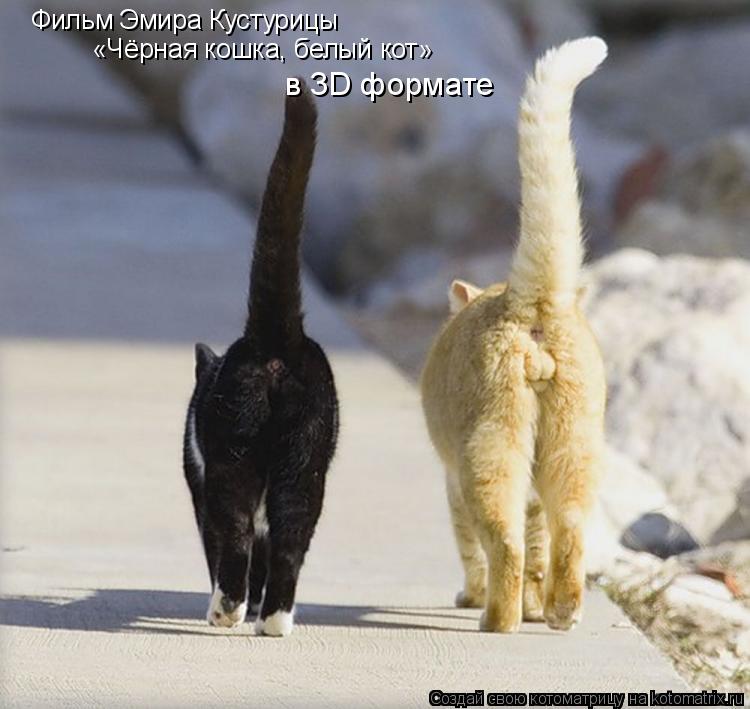 Котоматрица: Фильм Эмира Кустурицы «Чёрная кошка, белый кот»  в 3D формате