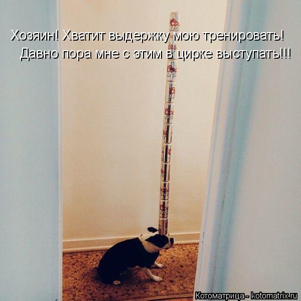 Давно пора мне с этим в цирке выступать!!! Хозяин! Хватит выдержку мою тренировать!... Котоматрица: Давно пора мне с этим в цирке выступать!!! Хозяин! Хватит выдержку мою тренировать!