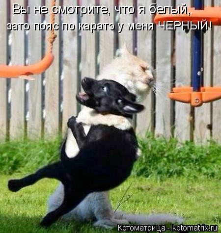 Вы не смотрите, что я белый, зато пояс по каратэ у меня ЧЕРНЫЙ!... Котоматрица: Вы не смотрите, что я белый, зато пояс по каратэ у меня ЧЕРНЫЙ!