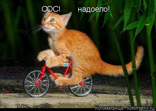 СОС! надоело!... Котоматрица: СОС! надоело!