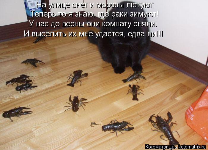 На улице снег и морозы лютуют. Теперь то я знаю, где раки зимуют! У нас до весны они комнату сняли. И... Котоматрица: На улице снег и морозы лютуют. Теперь то я знаю, где раки зимуют! У нас до весны они комнату сняли. И выселить их мне удастся, едва ли!!!