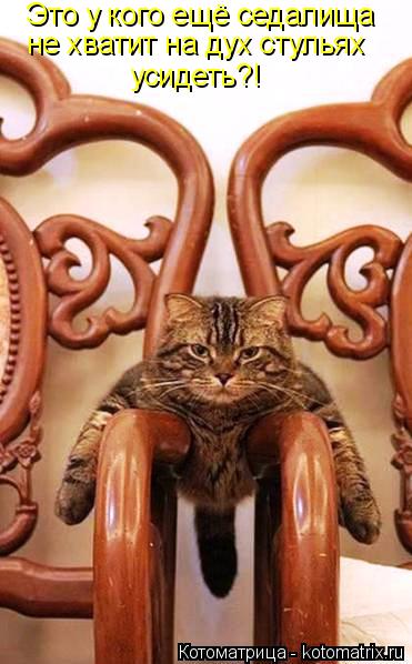 Это у кого ещё седалища не хватит на дух стульях усидеть?!... Котоматрица: Это у кого ещё седалища не хватит на дух стульях усидеть?!