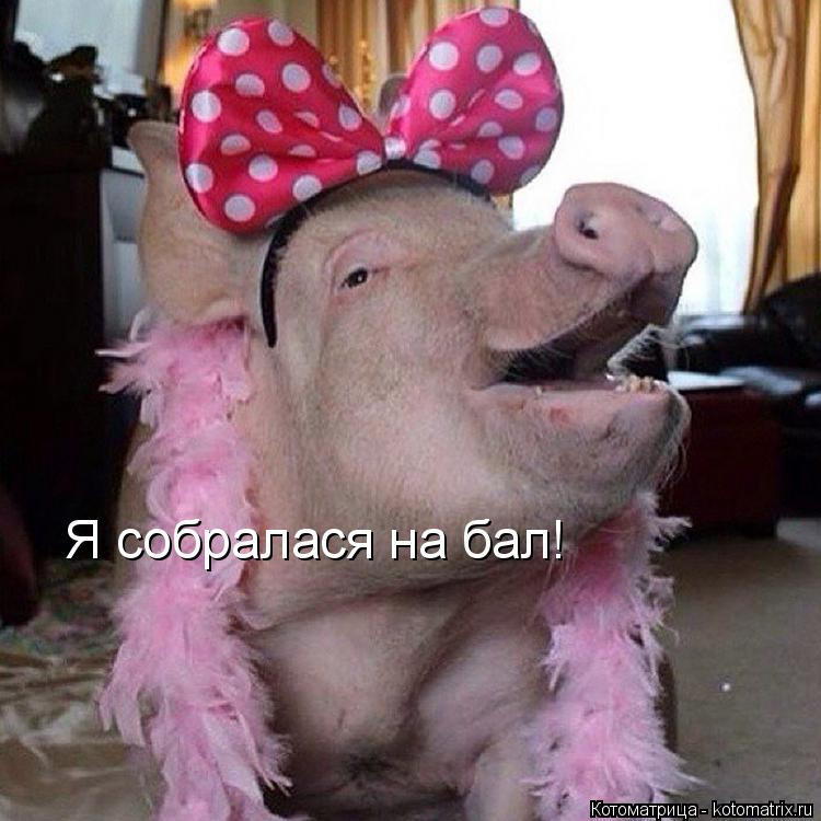 Я собралася на бал!... Котоматрица: Я собралася на бал!