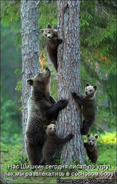 Как мы развлекались в сосновом бору! Нас Шишкин сегодня писал по утру!... Котоматрица: Как мы развлекались в сосновом бору! Нас Шишкин сегодня писал по утру!