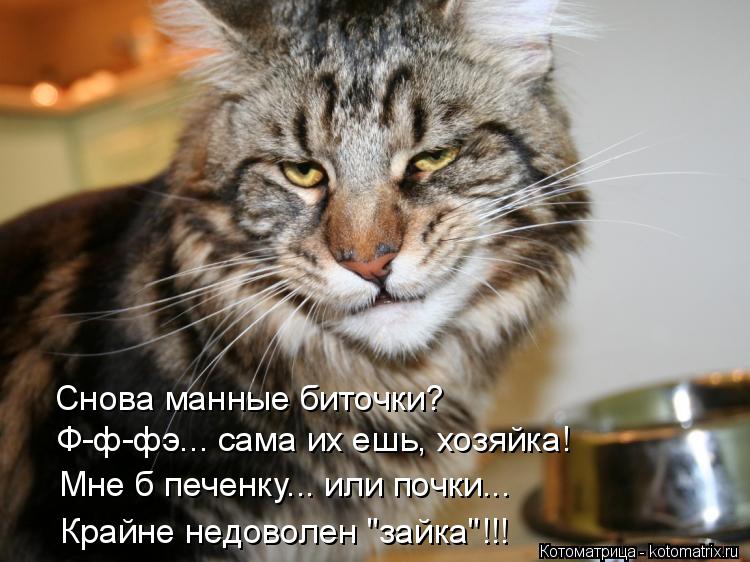 Котоматрица: Снова манные биточки? Ф-ф-фэ... сама их ешь, хозяйка! Мне б печенку... или почки... Крайне недоволен "зайка"!!!