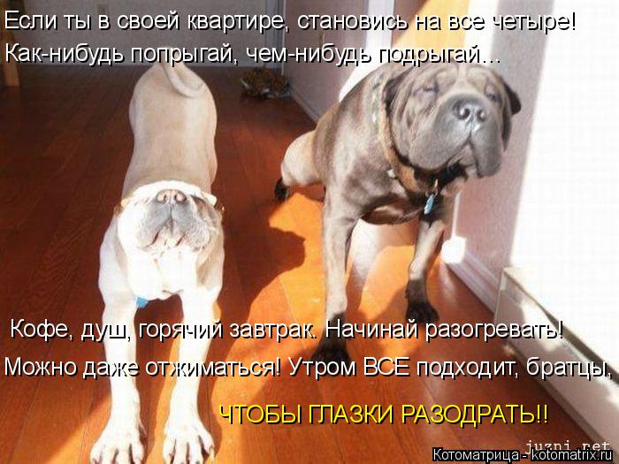 Котоматрица: Если ты в своей квартире, становись на все четыре! Как-нибудь попрыгай, чем-нибудь подрыгай… Кофе, душ, горячий завтрак. Начинай разогревать