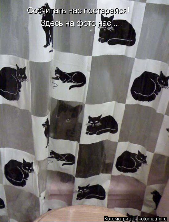 Сосчитать нас постарайся! Здесь на фото нас ....... Котоматрица: Сосчитать нас постарайся! Здесь на фото нас ....