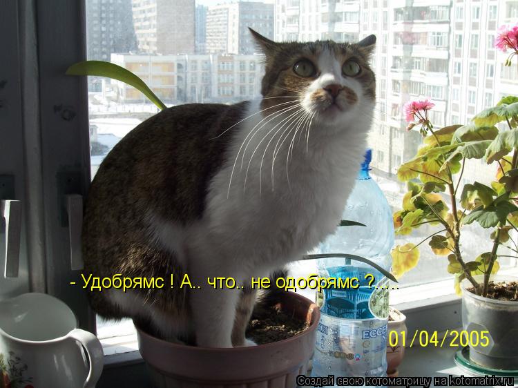 - Удобрямс ! А.. что.. не одобрямс ?........ Котоматрица: - Удобрямс ! А.. что.. не одобрямс ?.....