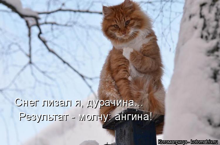 Котоматрица: Снег лизал я, дурачина... Результат - молчу: ангина!