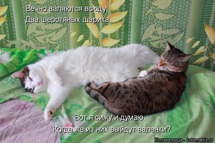 Котоматрица: Вечно валяются всюду Два шерстяных шарика Вот я сижу и думаю: Когда же из них выйдут валенки?