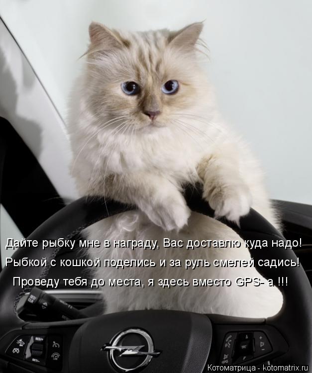 Котоматрица: Дайте рыбку мне в награду, Вас доставлю куда надо! Рыбкой с кошкой поделись и за руль смелей садись! Проведу тебя до места, я здесь вместо GPS- 