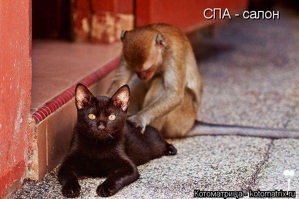 СПА - салон... Котоматрица: СПА - салон