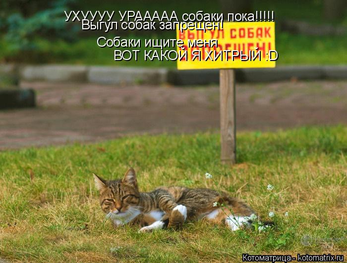 Котоматрица: УХУУУУ УРААААА собаки пока!!!!! Выгул собак запрещен! Собаки ищите меня ВОТ КАКОЙ Я ХИТРЫЙ :D