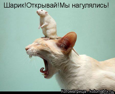 Котоматрица: Шарик!Открывай!Мы нагулялись!