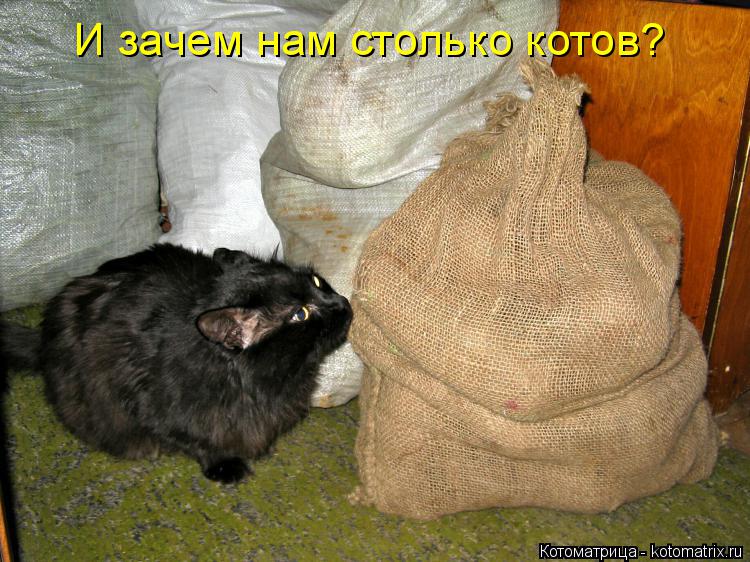 Котоматрица: И зачем нам столько котов?