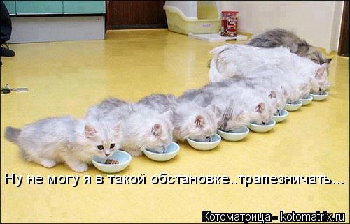 Ну не могу я в такой обстановке..трапезничать...... Котоматрица: Ну не могу я в такой обстановке..трапезничать...