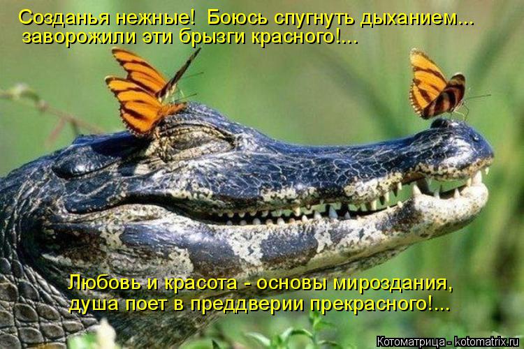 Созданья нежные! Боюсь спугнуть дыханием... заворожили эти брызги красного!... Любовь и красота - ос... Котоматрица: Созданья нежные! Боюсь спугнуть дыханием... заворожили эти брызги красного!... Любовь и красота - основы мироздания, душа поет в преддверии п