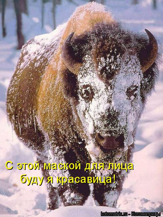 Котоматрица: буду я красавица! С этой маской для лица