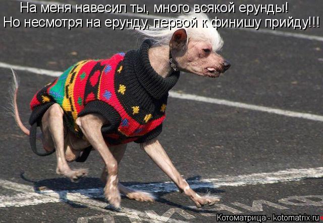 Котоматрица: На меня навесил ты, много всякой ерунды! Но несмотря на ерунду, первой к финишу прийду!!!