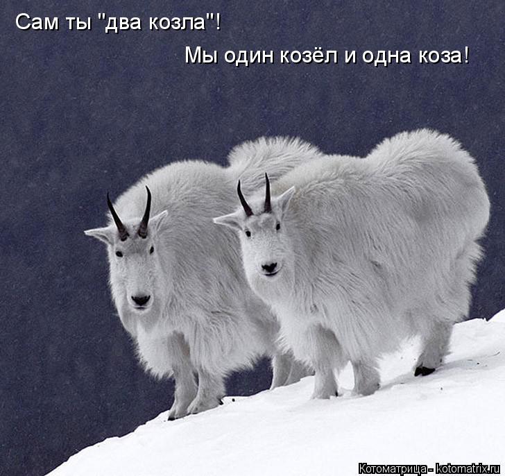 Котоматрица: Сам ты "два козла"! Мы один козёл и одна коза!