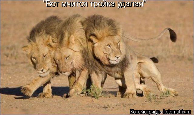 "Вот мчится тройка удалая"... Котоматрица: "Вот мчится тройка удалая"