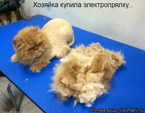 Котоматрица: Хозяйка купила электропрялку...
