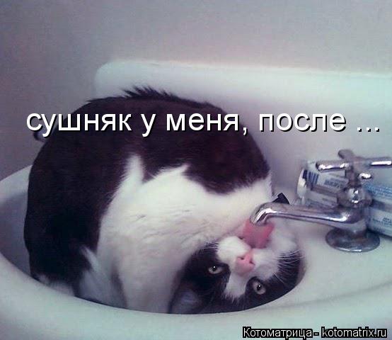 сушняк у меня, после ...... Котоматрица: сушняк у меня, после ...
