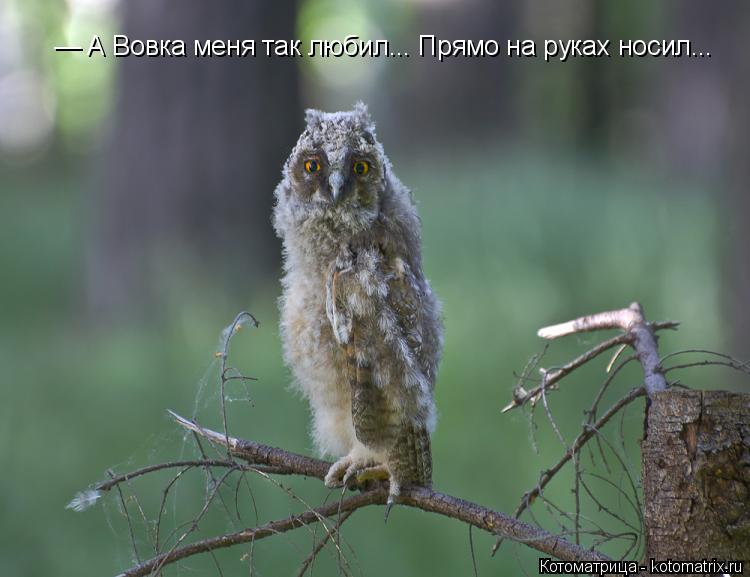 — А Вовка меня так любил... Прямо на руках носил...... Котоматрица: — А Вовка меня так любил... Прямо на руках носил...