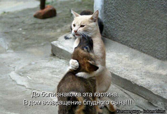 Котоматрица: В дом возвращение блудного сына!!! До боли знакома эта картина....