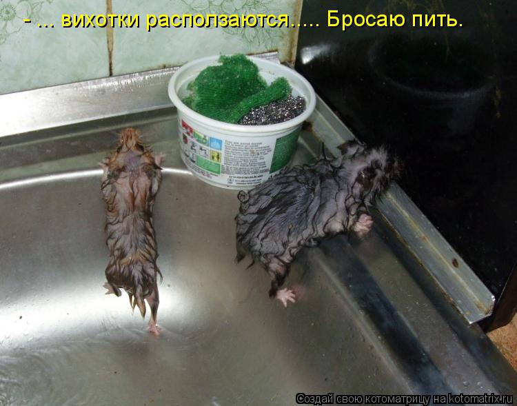 Котоматрица: - ... вихотки расползаются..... Бросаю пить.