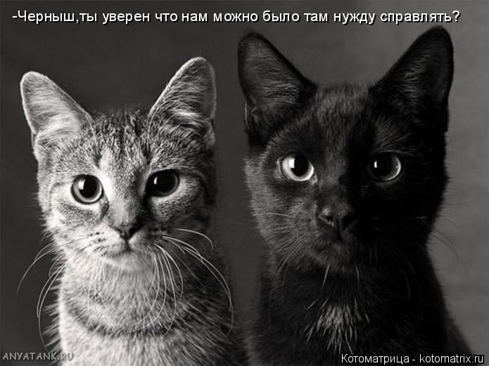 Котоматрица: -Черныш,ты уверен что нам можно было там нужду справлять?