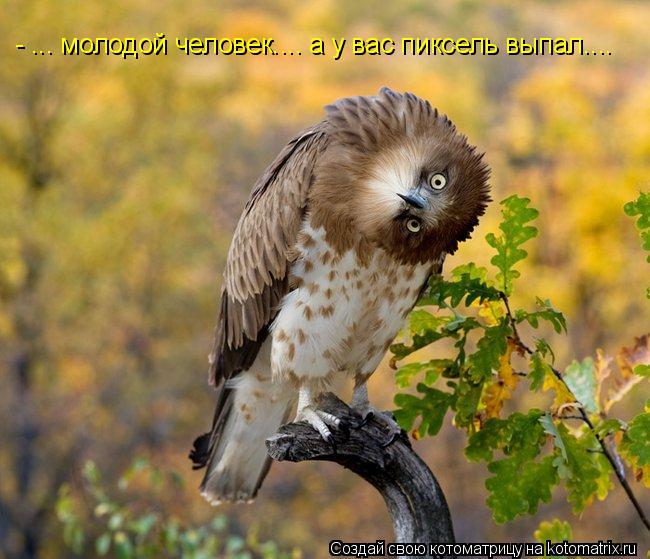 - ... молодой человек.... а у вас пиксель выпал....... Котоматрица: - ... молодой человек.... а у вас пиксель выпал....