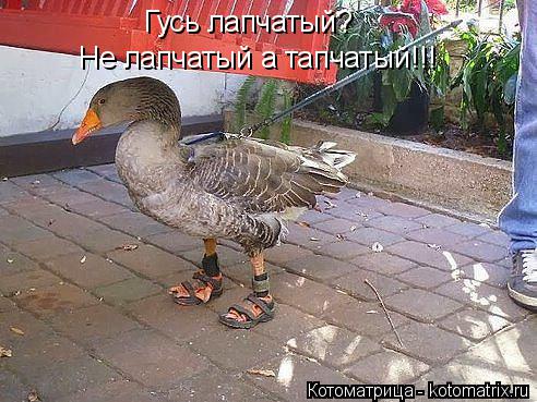 Котоматрица: Гусь лапчатый? Не лапчатый а тапчатый!!!