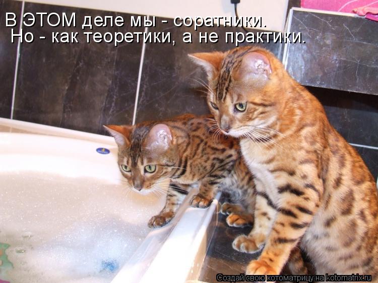 Котоматрица: В ЭТОМ деле мы - соратники. Но - как теоретики, а не практики.