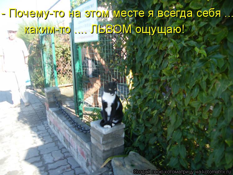 Котоматрица: - Почему-то на этом месте я всегда себя .... каким-то .... ЛЬВОМ ощущаю!
